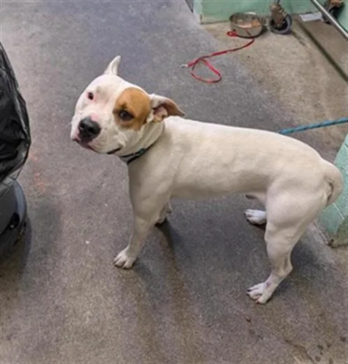 A young large-sized male Pit Bull Terrier dog named Zander for adoption in Sacramento, CA