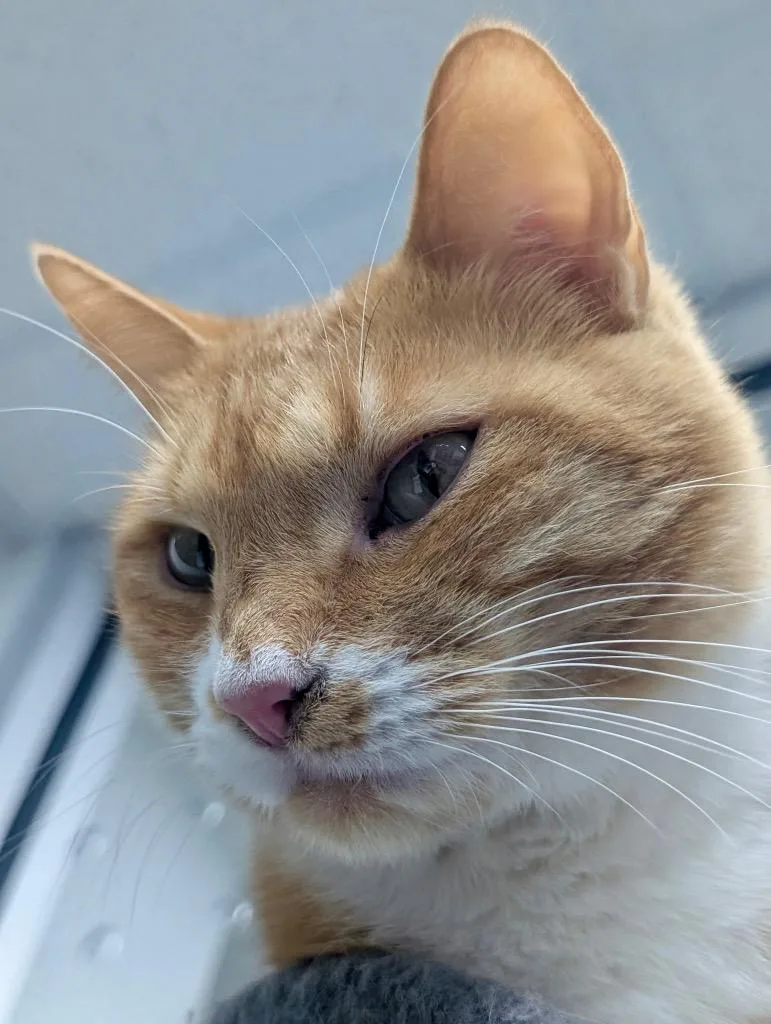 An adult small-sized male Domestic Short Hair cat named Garfield for adoption in Leonardtown, MD