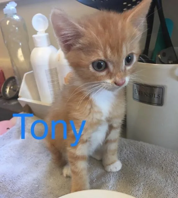 Garfield thumbnail 2