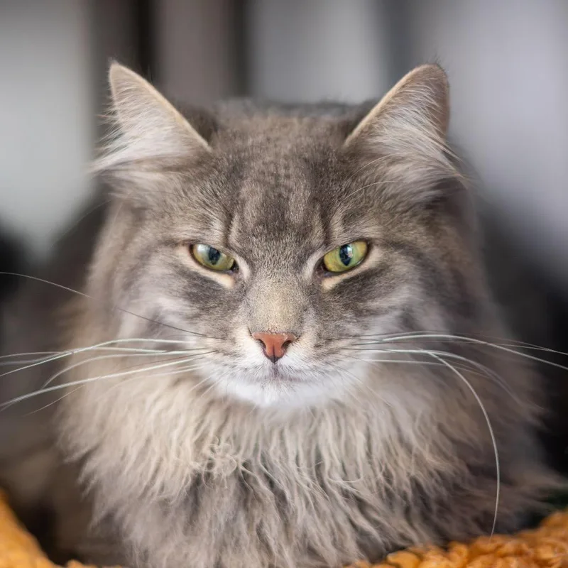 An adult large-sized female Gray / Blue / Silver Domestic Long Hair cat named Tiger for adoption in Wilmington, DE