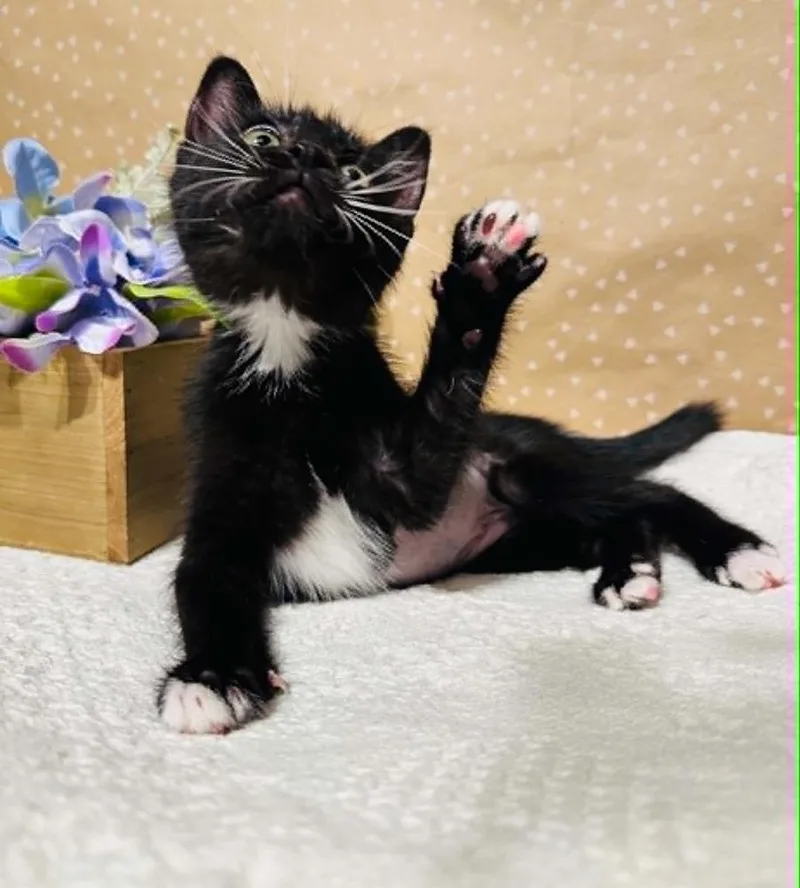 A baby small-sized female Domestic Short Hair cat named Twinkle Toes for adoption in Groveland, MA
