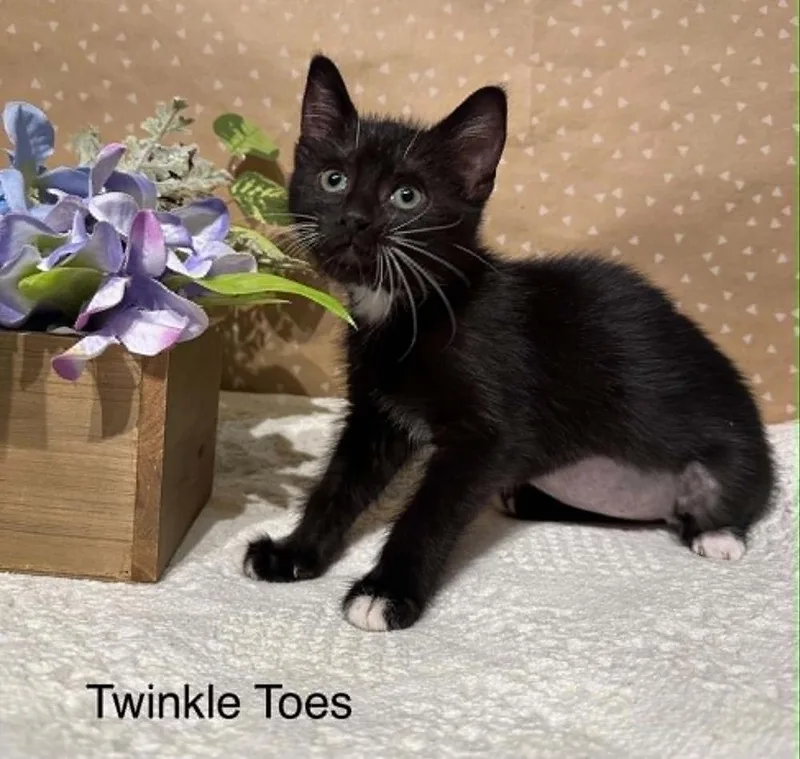 Twinkle Toes thumbnail 4