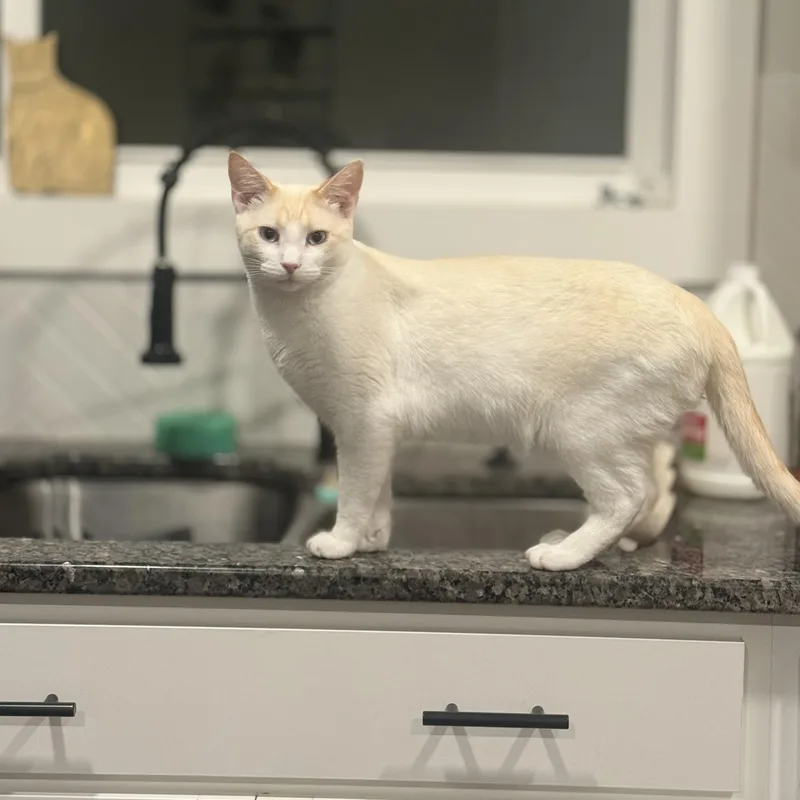 A young medium-sized male Flame Point Domestic Short Hair cat named Watson for adoption in Sweetwater, TN
