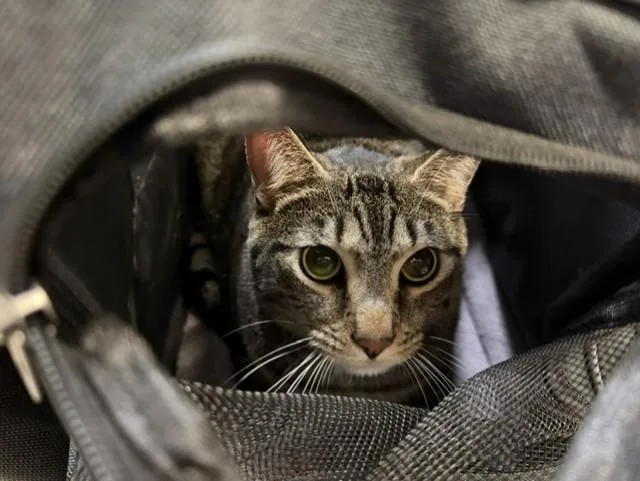 A young small-sized male Domestic Short Hair cat named Bob for adoption in Miami, FL