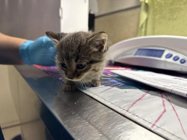 A baby small-sized male Domestic Short Hair cat named Joey for adoption in Riverside, CA
