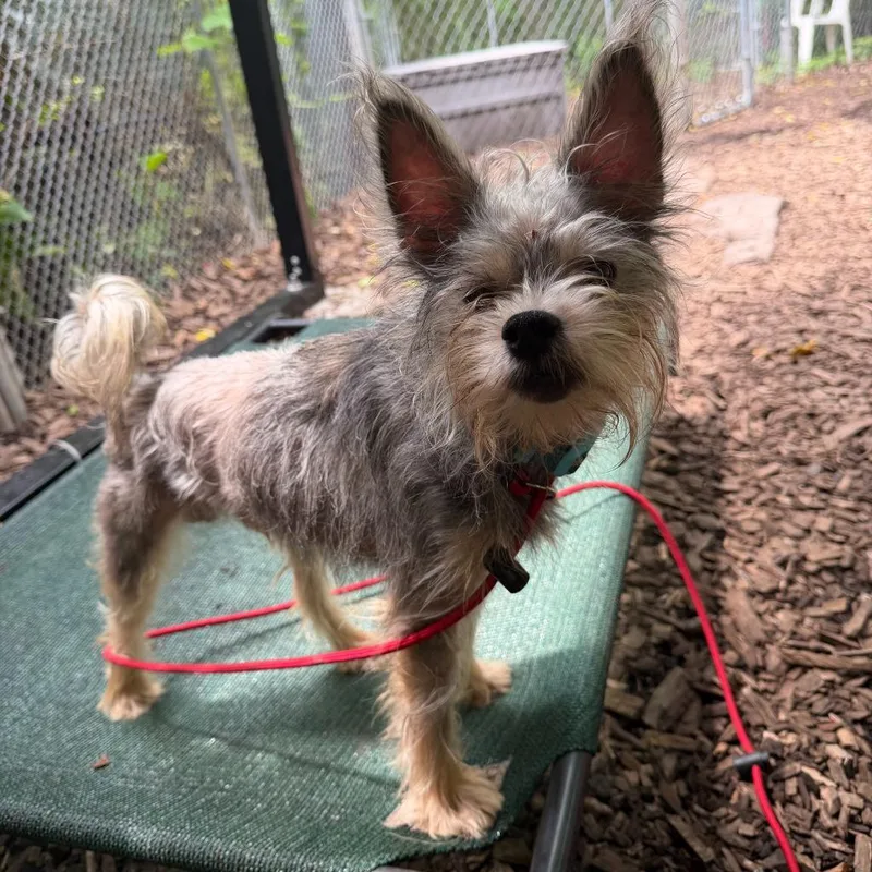 A young small-sized male Yorkshire Terrier dog named Keith for adoption in Ewing, NJ