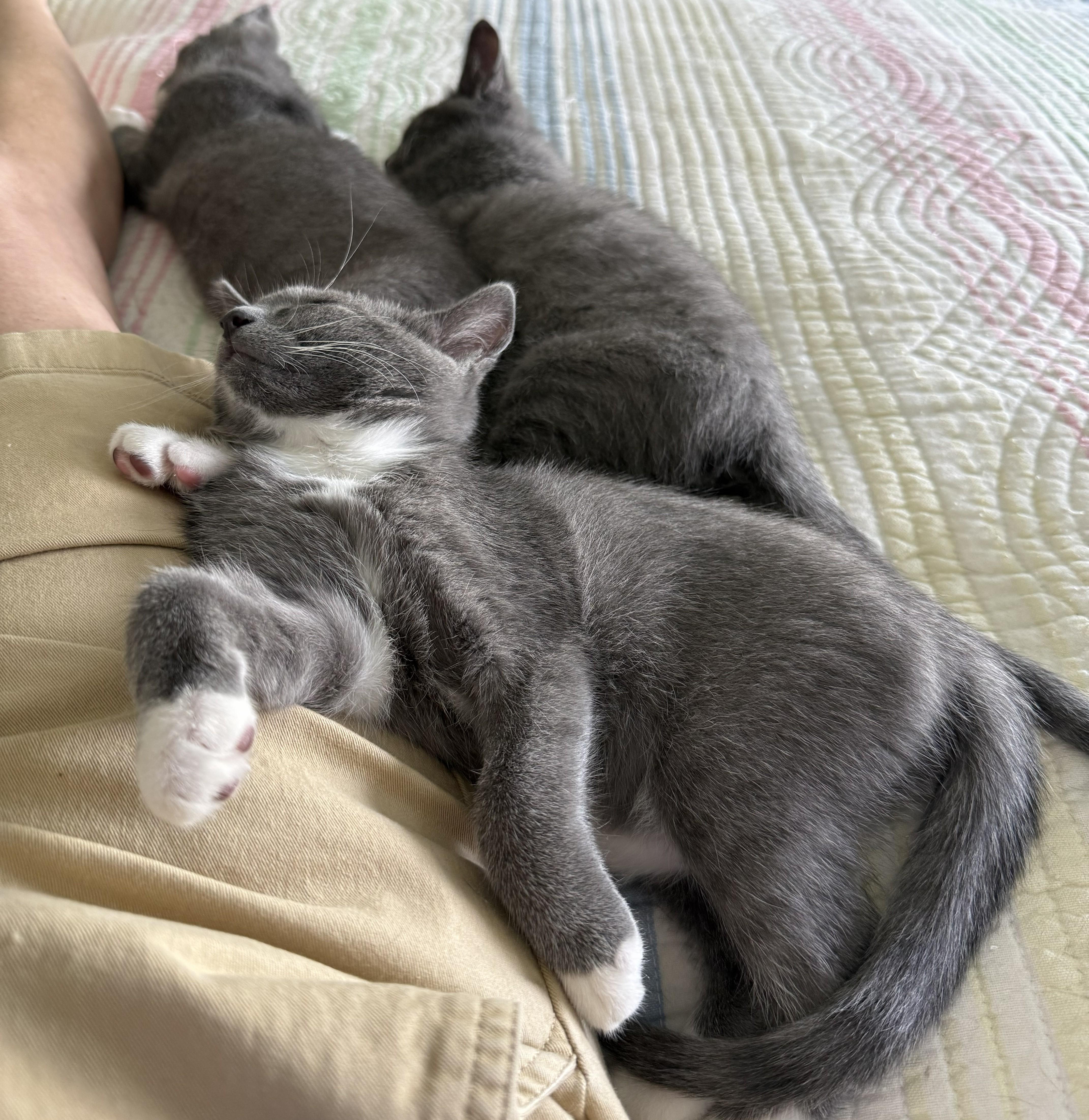 A baby medium-sized female Gray & White Domestic Short Hair cat named Diamond for adoption in Smyrna, DE