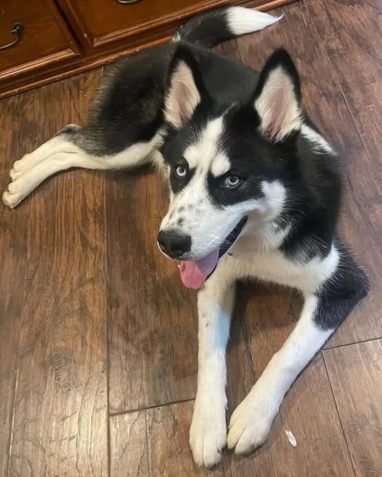 A young large-sized male Husky dog named Rocky for adoption in Bayport, NY