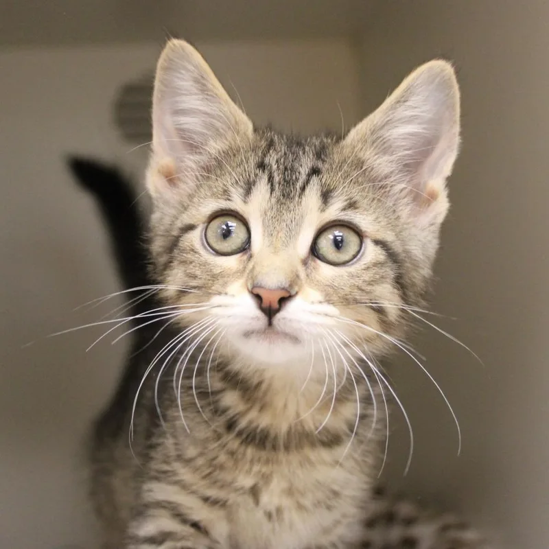 A baby small-sized female Brown / Chocolate Domestic Short Hair cat named Gooseberry for adoption in Champaign, IL