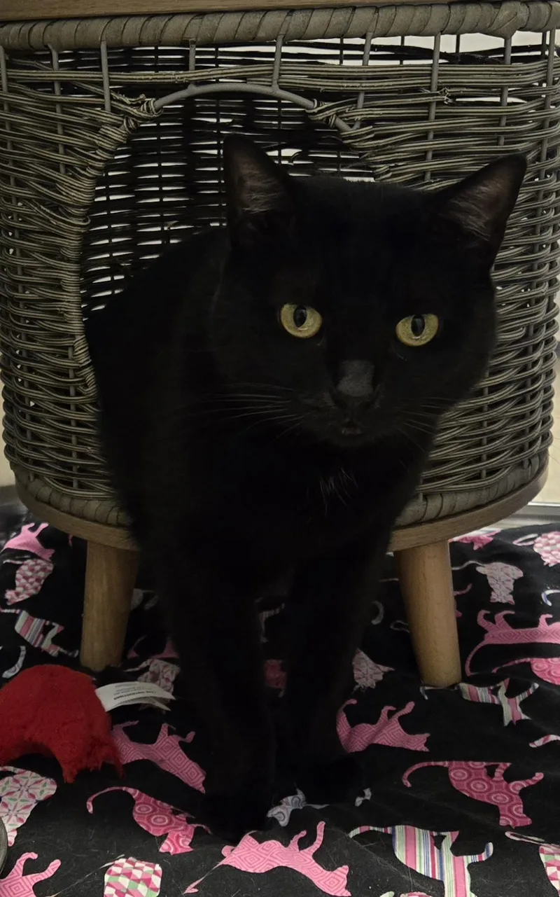 An adult medium-sized female Black Domestic Short Hair cat named Estrella for adoption in Fullerton, CA
