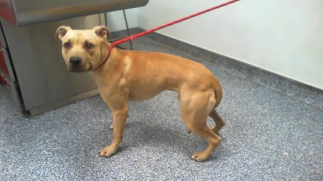 A young medium-sized male Pit Bull Terrier dog named Boo for adoption in Charlotte, NC