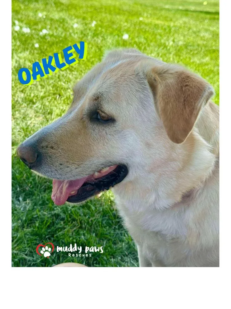 Andy Oakley Aka Oakley thumbnail 2