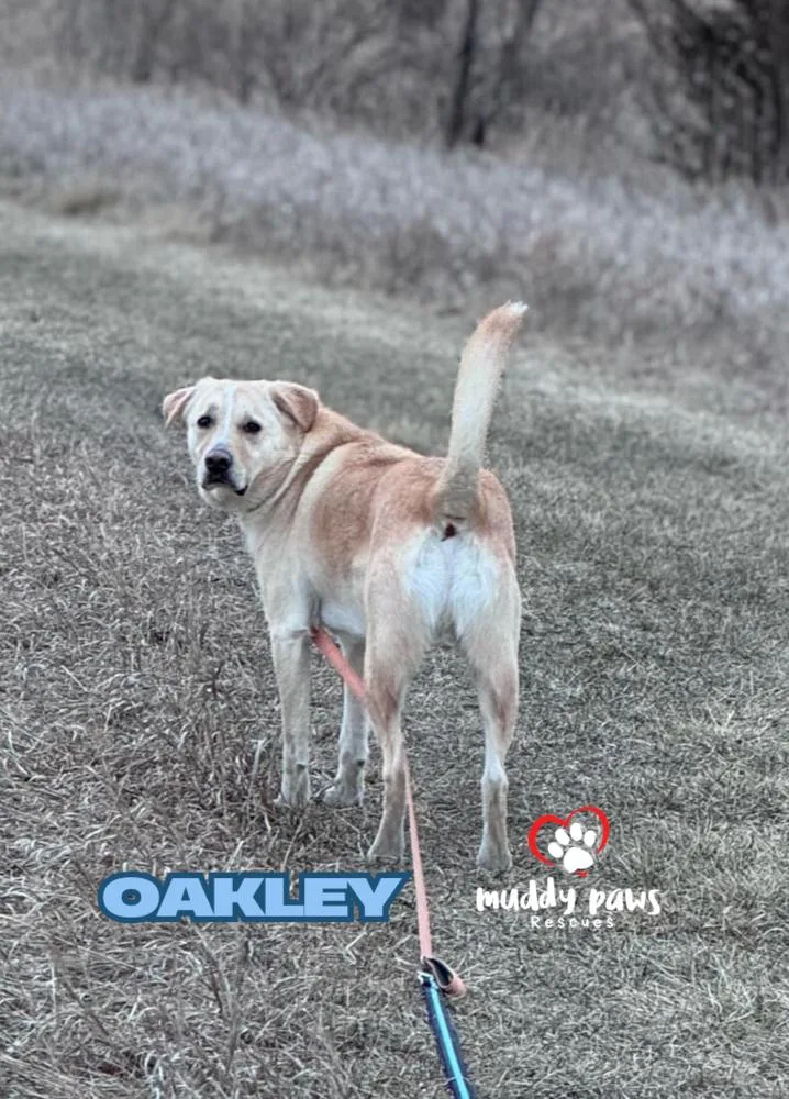 Andy Oakley Aka Oakley thumbnail 4