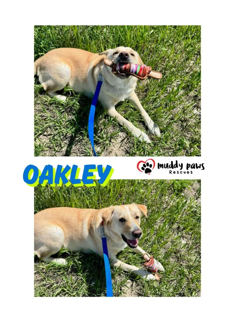 Andy Oakley Aka Oakley thumbnail 5