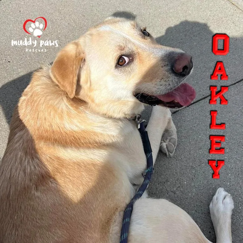 Andy Oakley Aka Oakley thumbnail 6