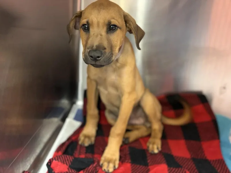 A baby small-sized male Black Mouth Cur dog named Pluto for adoption in Houston, TX