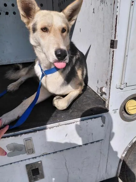 A young large-sized male Shepherd dog named Dutch for adoption in Tulare, CA