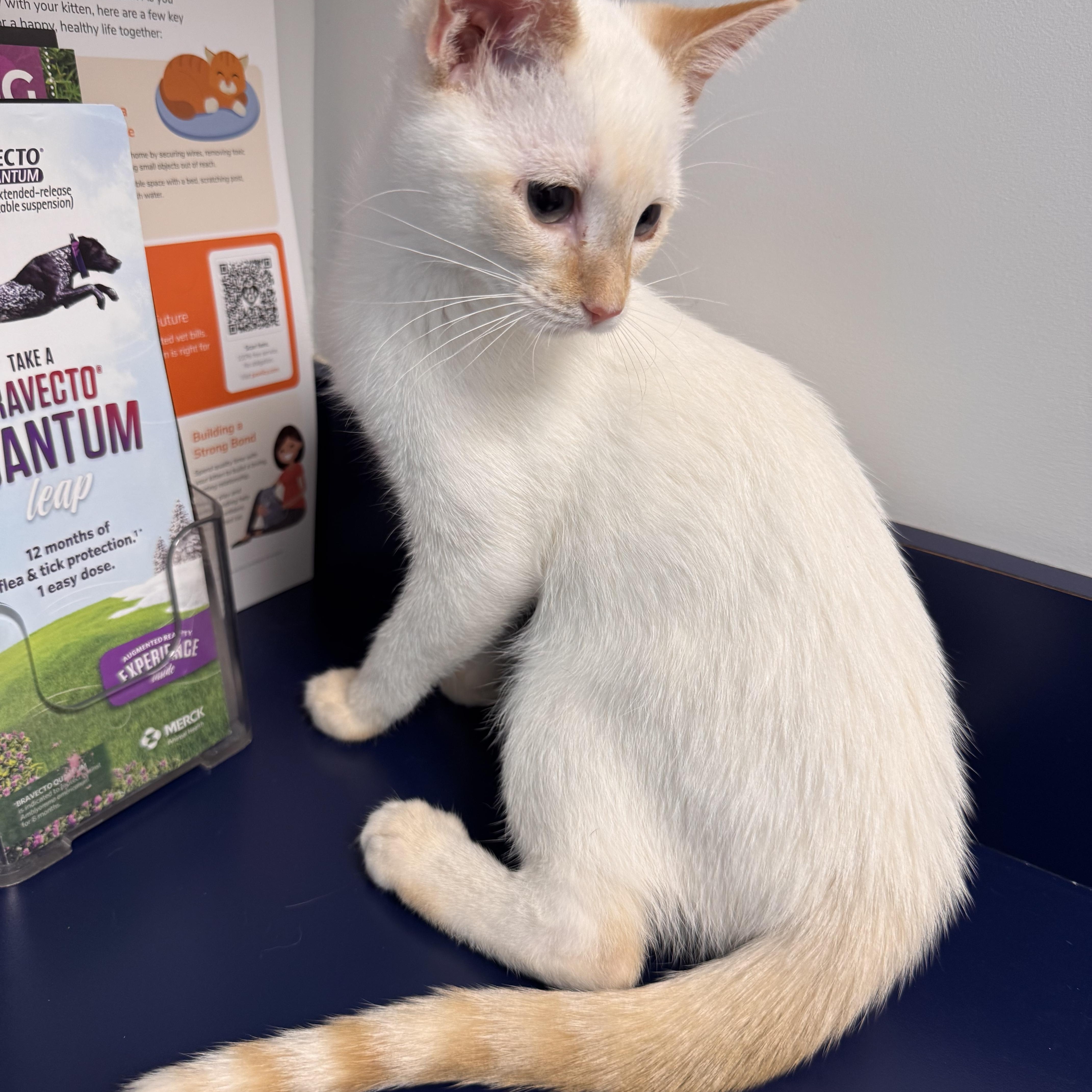 A baby medium-sized female Siamese cat named Coconut for adoption in Tallahassee, FL