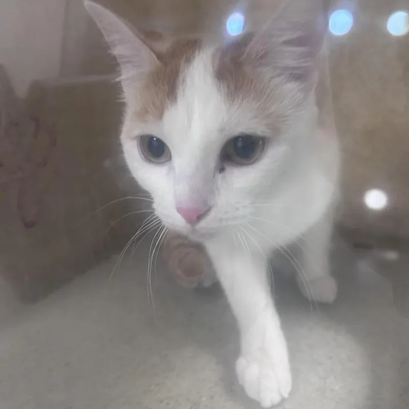 A young medium-sized female White Domestic Short Hair cat named Topaz for adoption in Philadelphia, PA