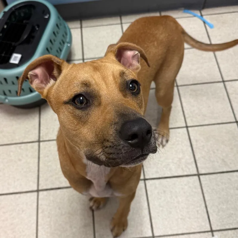 A young medium-sized male Yellow / Tan / Blond / Fawn Mixed Breed dog named Chicken of the Woods for adoption in Charleston, WV