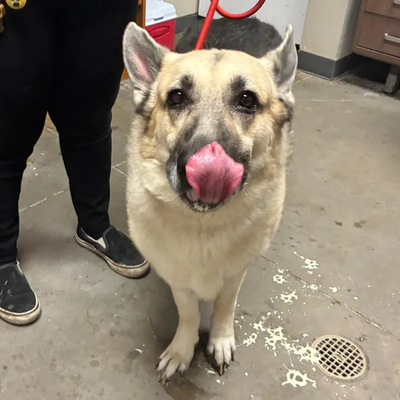 An adult large-sized male White / Cream German Shepherd Dog dog named Cerberus for adoption in Yuma, AZ