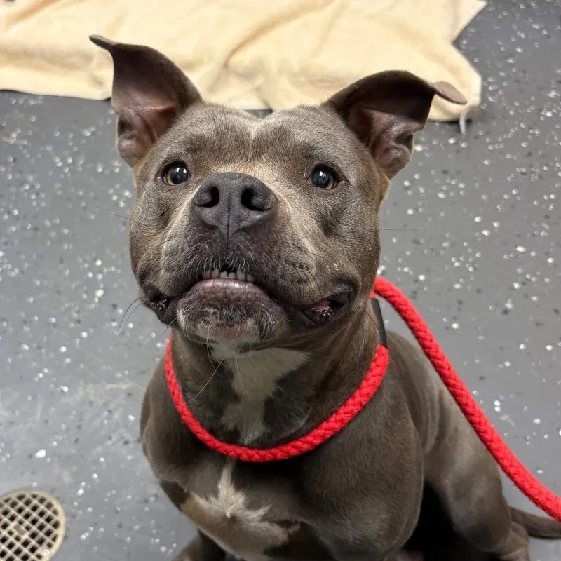 An adult medium-sized female Gray / Blue / Silver Mixed Breed dog named Lucille for adoption in Columbiana, AL