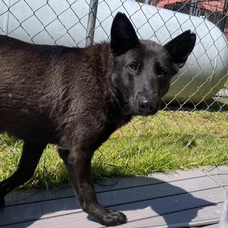 Kali