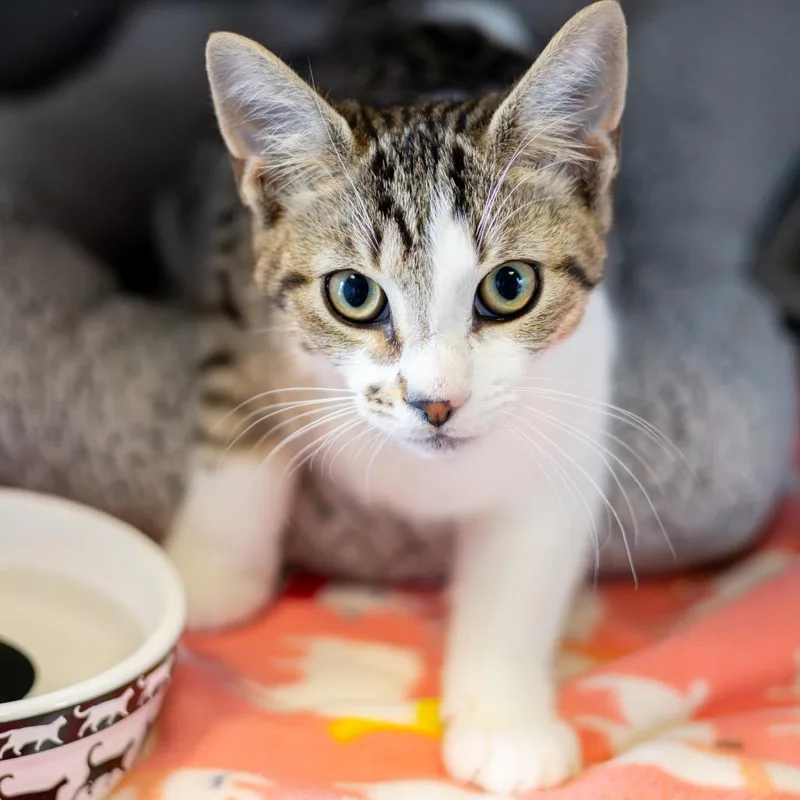 A baby medium-sized male White Domestic Short Hair cat named Rolly Guy for adoption in Wilmington, DE