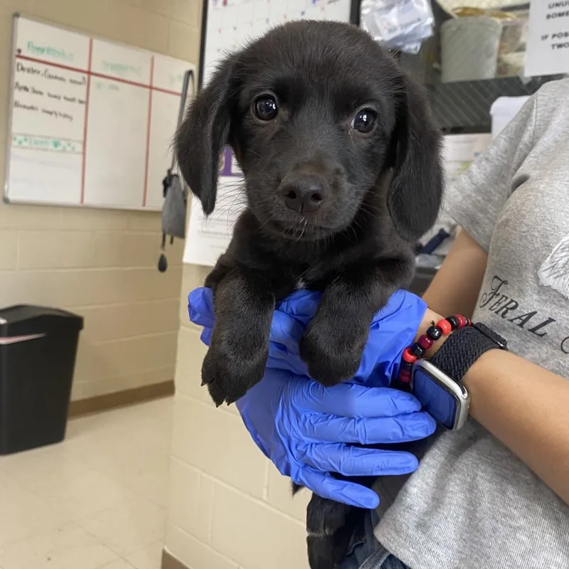 A baby small-sized female Black Terrier dog named Sky for adoption in Caryville, TN