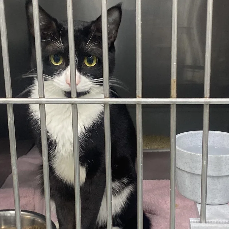 An adult medium-sized male Black & White / Tuxedo Domestic Short Hair cat named Hei Hei for adoption in Orangeburg, SC