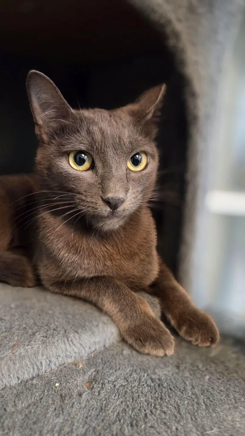 A young medium-sized female Gray / Blue / Silver Domestic Short Hair cat named Sage for adoption in Bloomfield, NJ