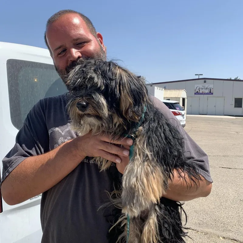 A young small-sized male Black Yorkshire Terrier dog named Yoshi for adoption in Fresno, CA