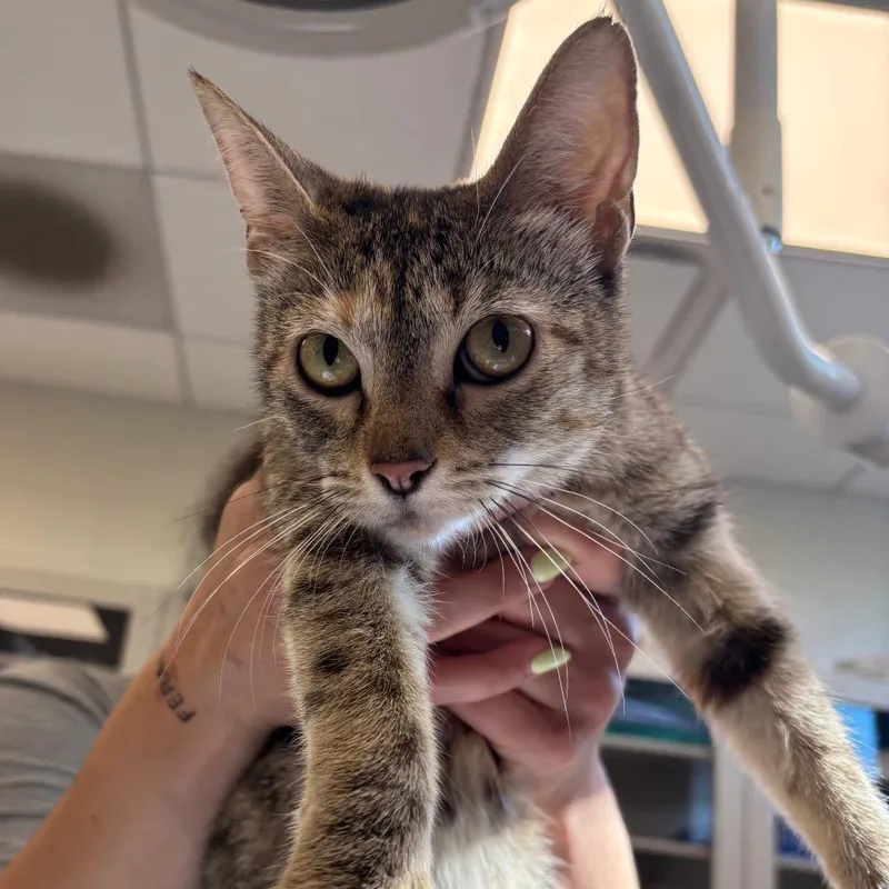 A young medium-sized female Tabby (Buff / Tan / Fawn) Domestic Short Hair cat named Brownie for adoption in Evanston, IL