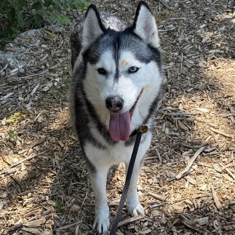 An adult medium-sized female Black Siberian Husky dog named Montstray for adoption in Perkiomenville, PA