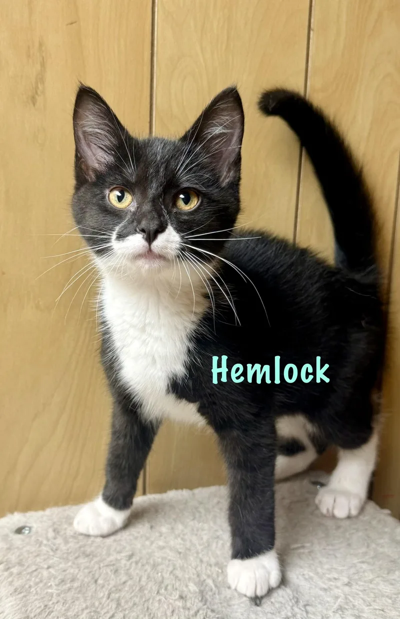 A baby medium-sized male Black & White / Tuxedo Domestic Short Hair cat named Hemlock for adoption in Frewsburg, NY