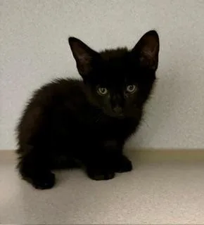 A baby small-sized male Black Domestic Short Hair cat named Jett for adoption in Winter Haven, FL