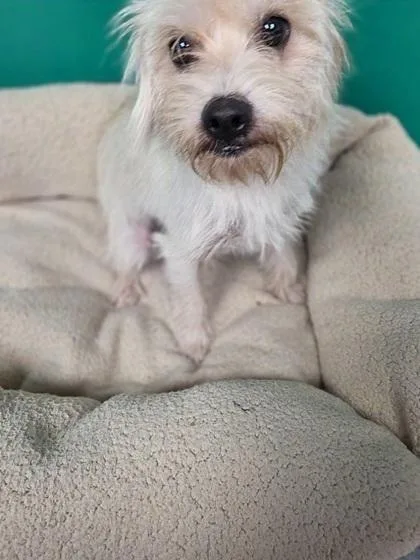 A baby medium-sized female Terrier dog named Patricia for adoption in Houston, TX