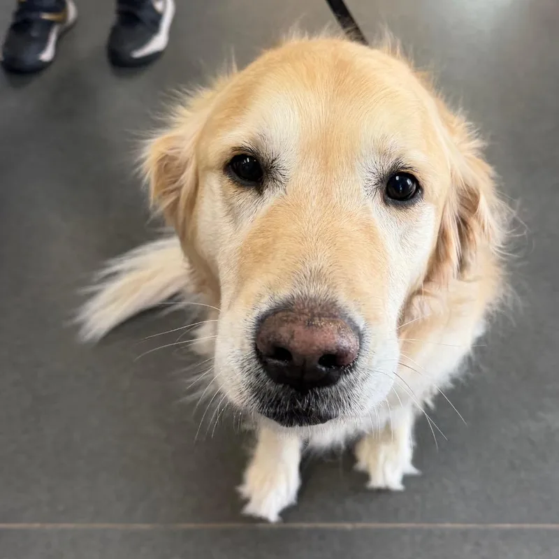 An adult small-sized female White / Cream Golden Retriever dog named Golden Girl Ammon for adoption in Idaho Falls, ID