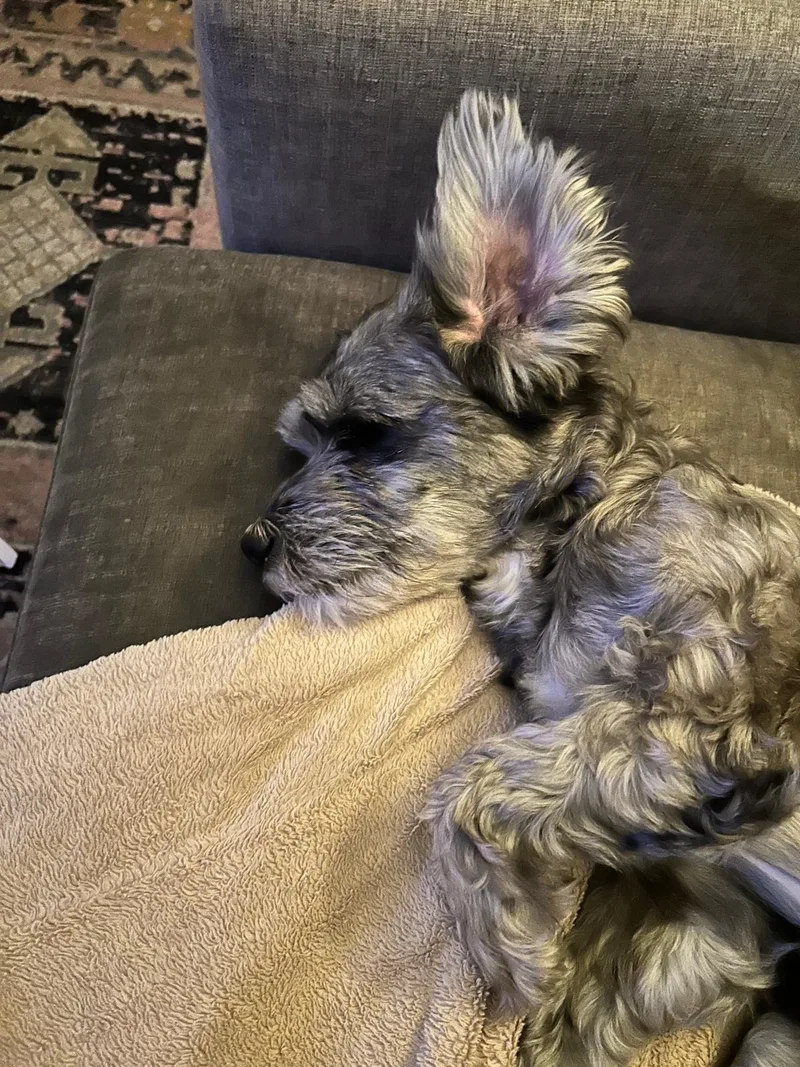 Pickles thumbnail 3