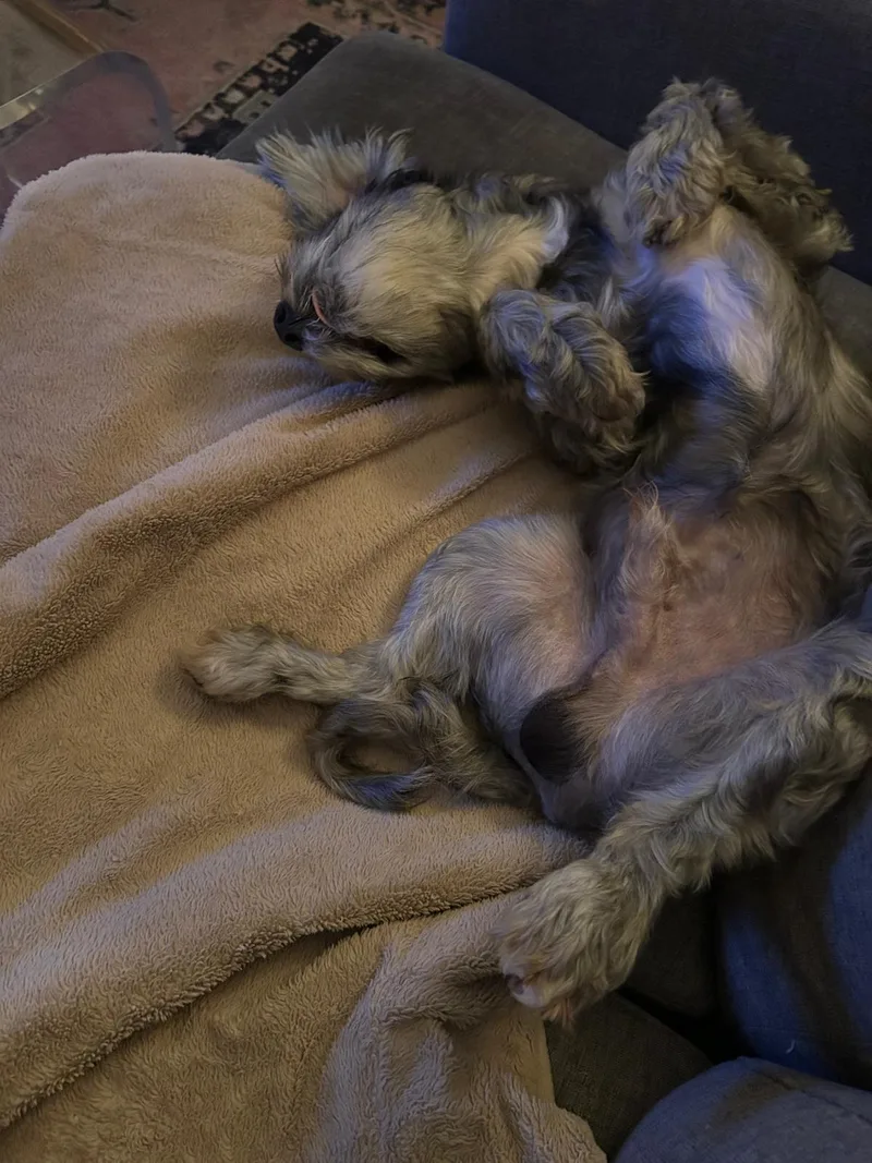 Pickles thumbnail 5