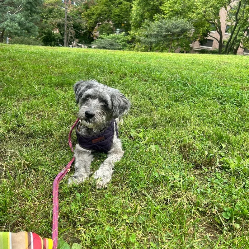 Pickles thumbnail 6