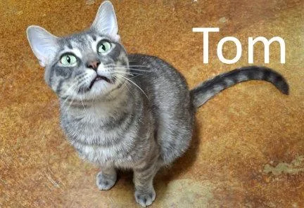 Tom thumbnail 2