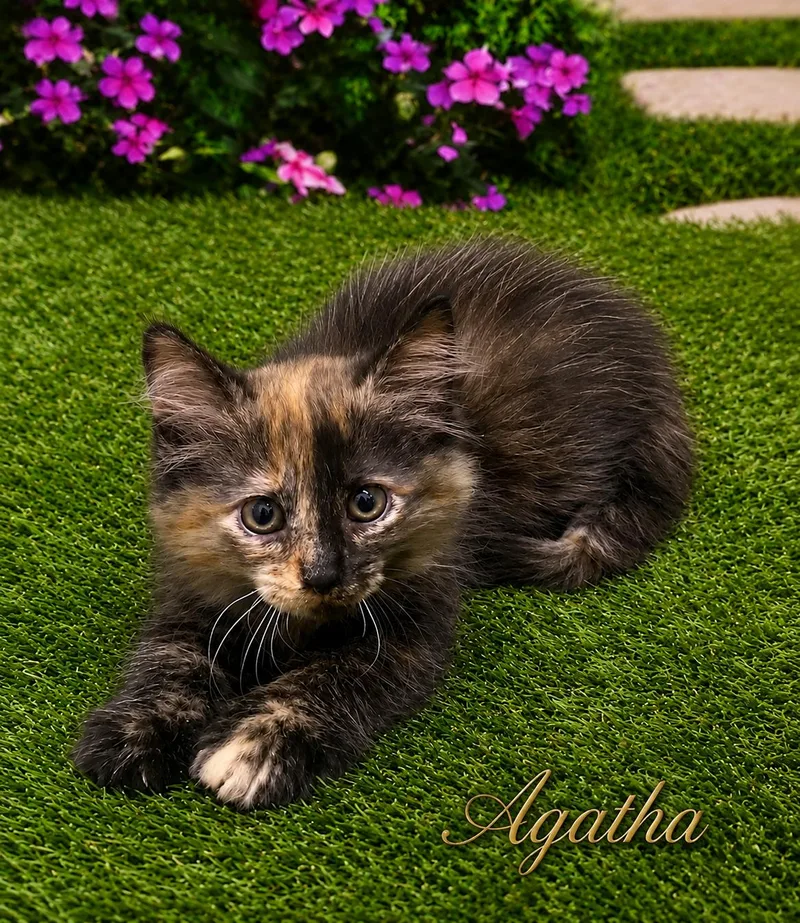 Agatha thumbnail 2