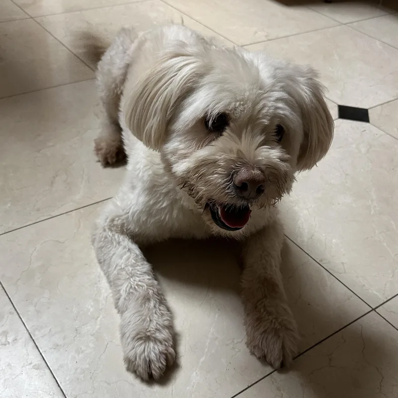 An adult medium-sized male Sheep Dog named Obi for adoption in San Jose, CA