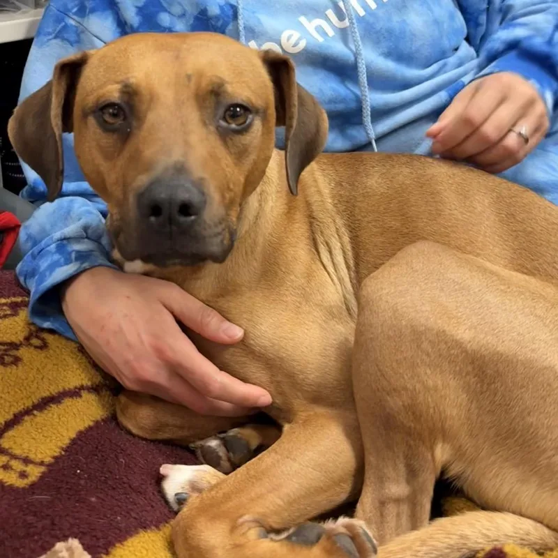 An adult medium-sized male Red / Chestnut / Orange Rhodesian Ridgeback dog named Caddyshack for adoption in Nashville, TN