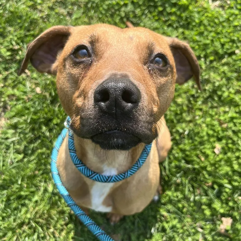 Caddyshack thumbnail 2