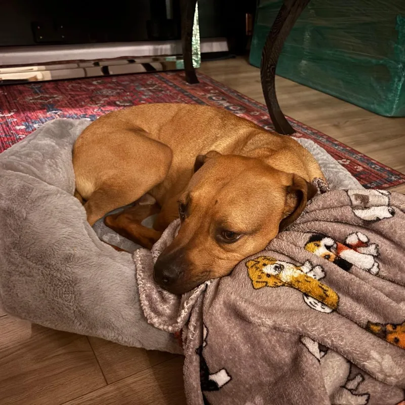 Caddyshack thumbnail 3