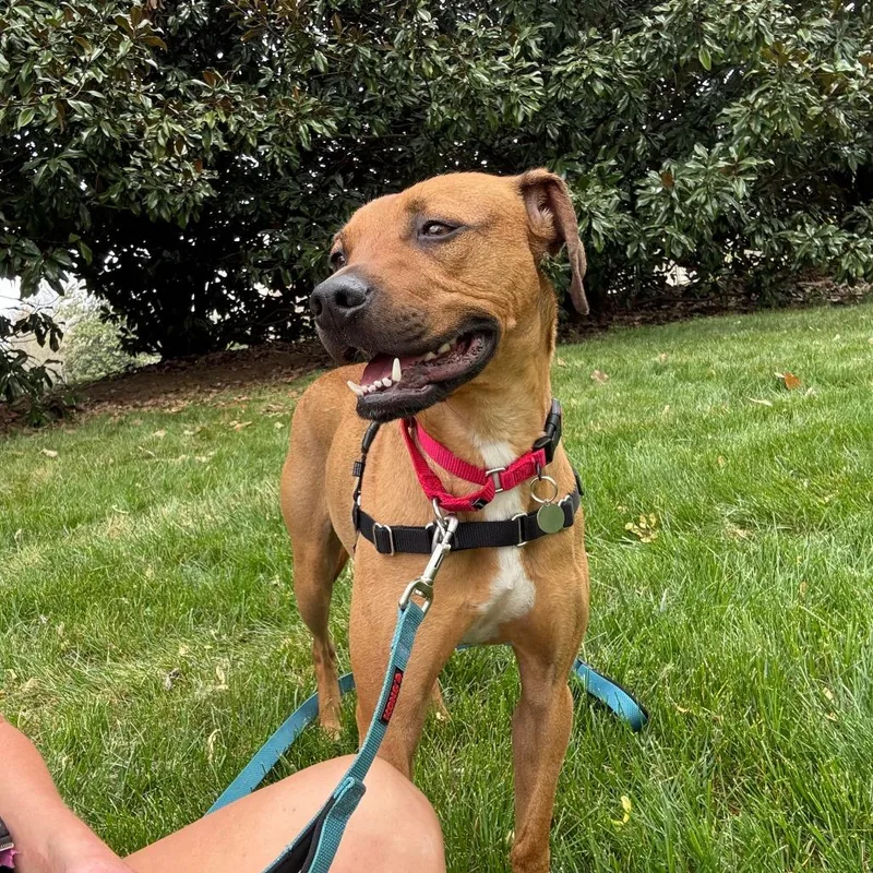 Caddyshack thumbnail 4