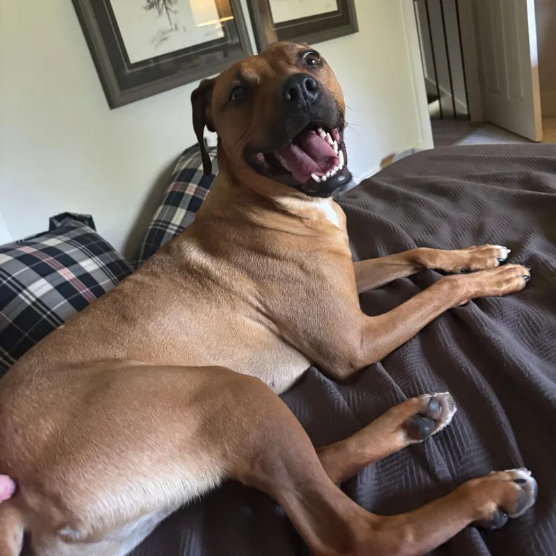 Caddyshack thumbnail 5