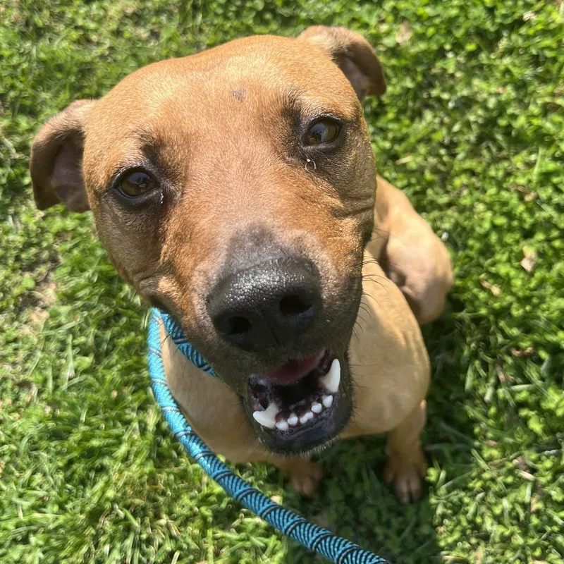 Caddyshack thumbnail 6